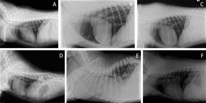 What is Veterinary Radiology AI Software?